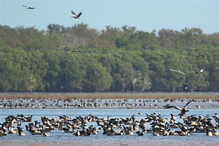 _800Jabiru Rock_Magpie Geese1212_m_3